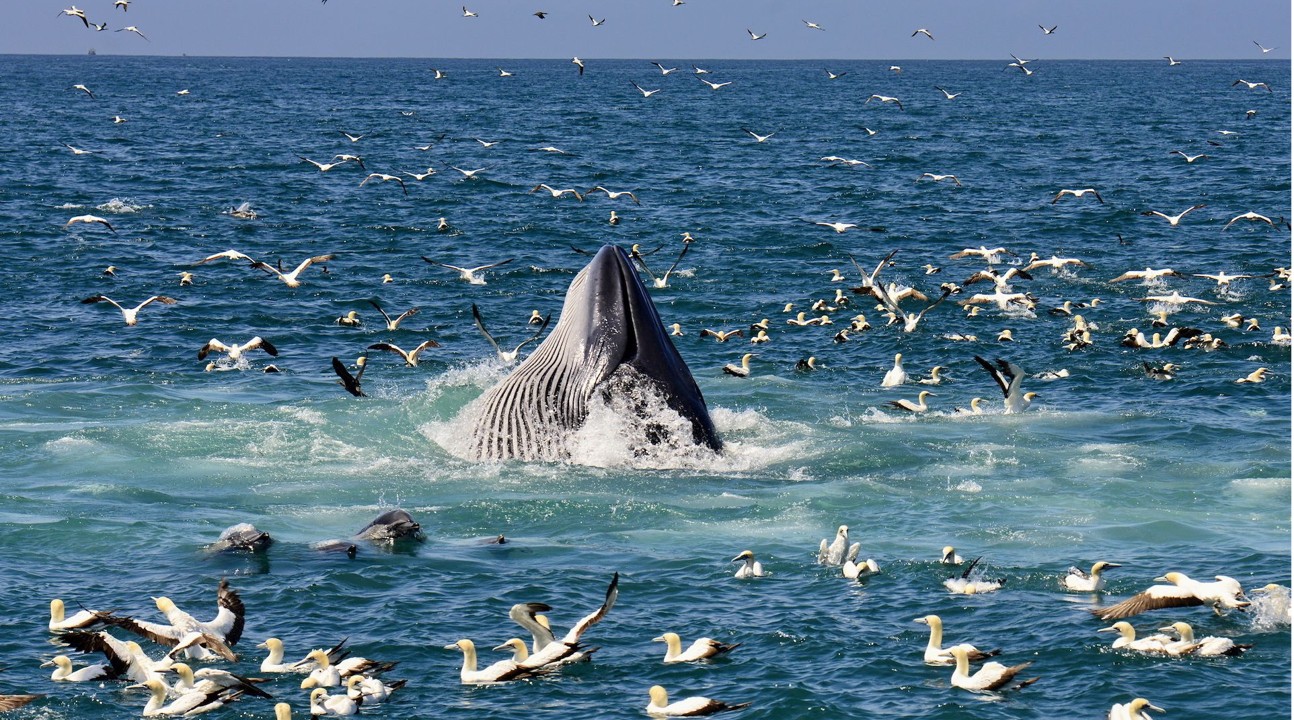 Seabirds and whales interacting above ocean waters